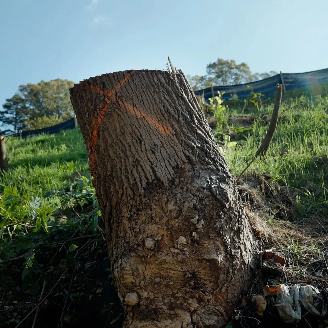 Tree-Economy-STILL